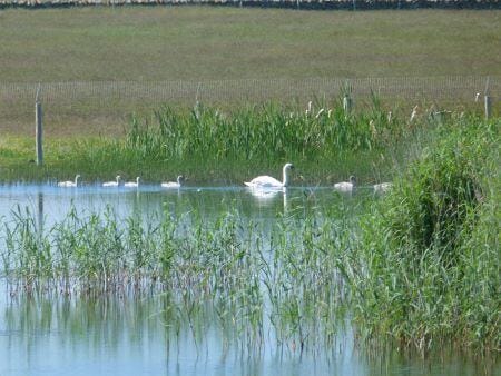 Swans and cygnets at Holy Island