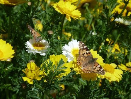 Painted lady butterflies on Holy Island