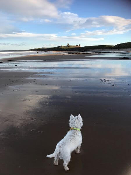 Westie on Newton Beach