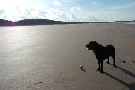 dog on the beach