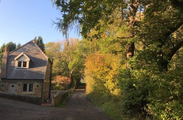 autumn tree lined drive