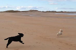 dogs running on the beach