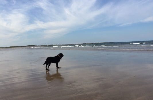 dog on the beach