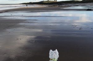 westie on the beach