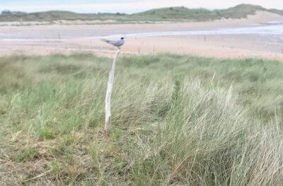 Tern sitting on a post