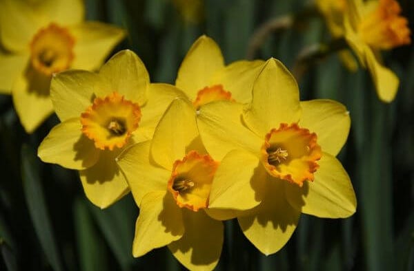 daffodils