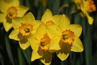 daffodils