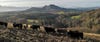 Cows grazing with hills in the background