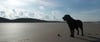 Dog standing on the beach 